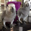 (1 Jahr alt – Paar; männlich und weiblich) African Grey zu verkaufen