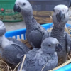 (3 Monate alt – Paar; männlich und weiblich)African Grey zu verkaufen