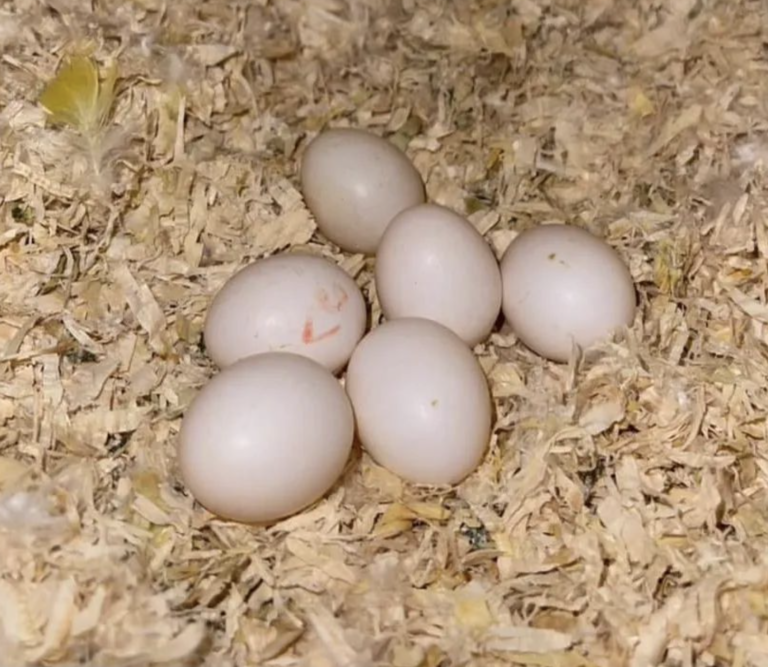 Wie lange brauchen Papageieneier zum Schlüpfen?